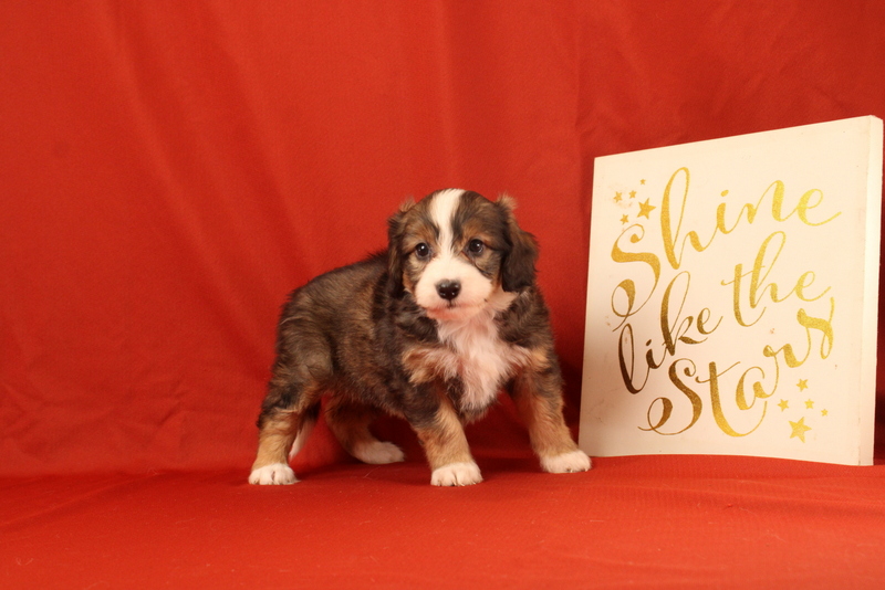 puppy, for, sale, Mini Bernedoodle F2, Matthew B. Stoltzfus, dog, breeder, Gap, PA, dog-breeder, puppy-for-sale, forsale, nearby, find, puppyfind, locator, puppylocator, aca